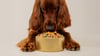 best-dog-food-for-sensitive-stomach