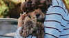 best-food-for-dogs-with-allergies
