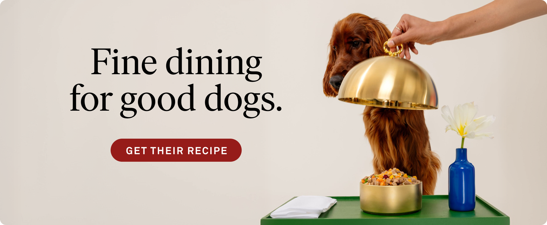 Fine dining for dogs - dog eating fancy food