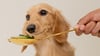 Dog eating cucumbers