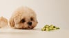 can-dogs-eat-avocado