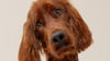 do-dogs-need-fat-in-their-diet