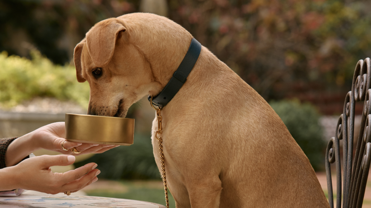 Tan dog eating fresh wet dog food from a gold bowl held by hand outdoors