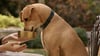Tan dog eating fresh wet dog food from a gold bowl held by hand outdoors