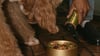 how-to-switch-dog-foods