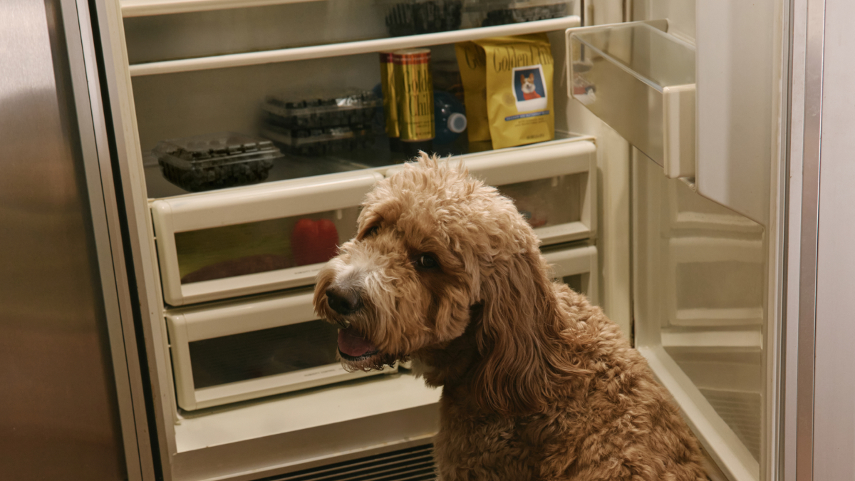 Apricot goldendoodle sitting by an open refrigerator stocked with Golden Child fresh dog food