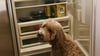 Apricot goldendoodle sitting by an open refrigerator stocked with Golden Child fresh dog food