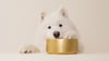 Dog eating fresh dog food - Golden Child