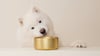what-can-i-give-my-dog-for-upset-stomach