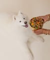 Dog with bowl