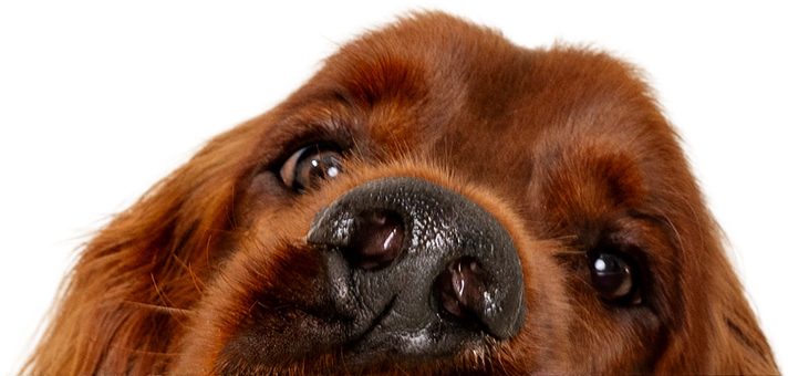 Dog peeking