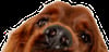Dog peeking