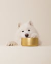 Dog looking at empty bowl