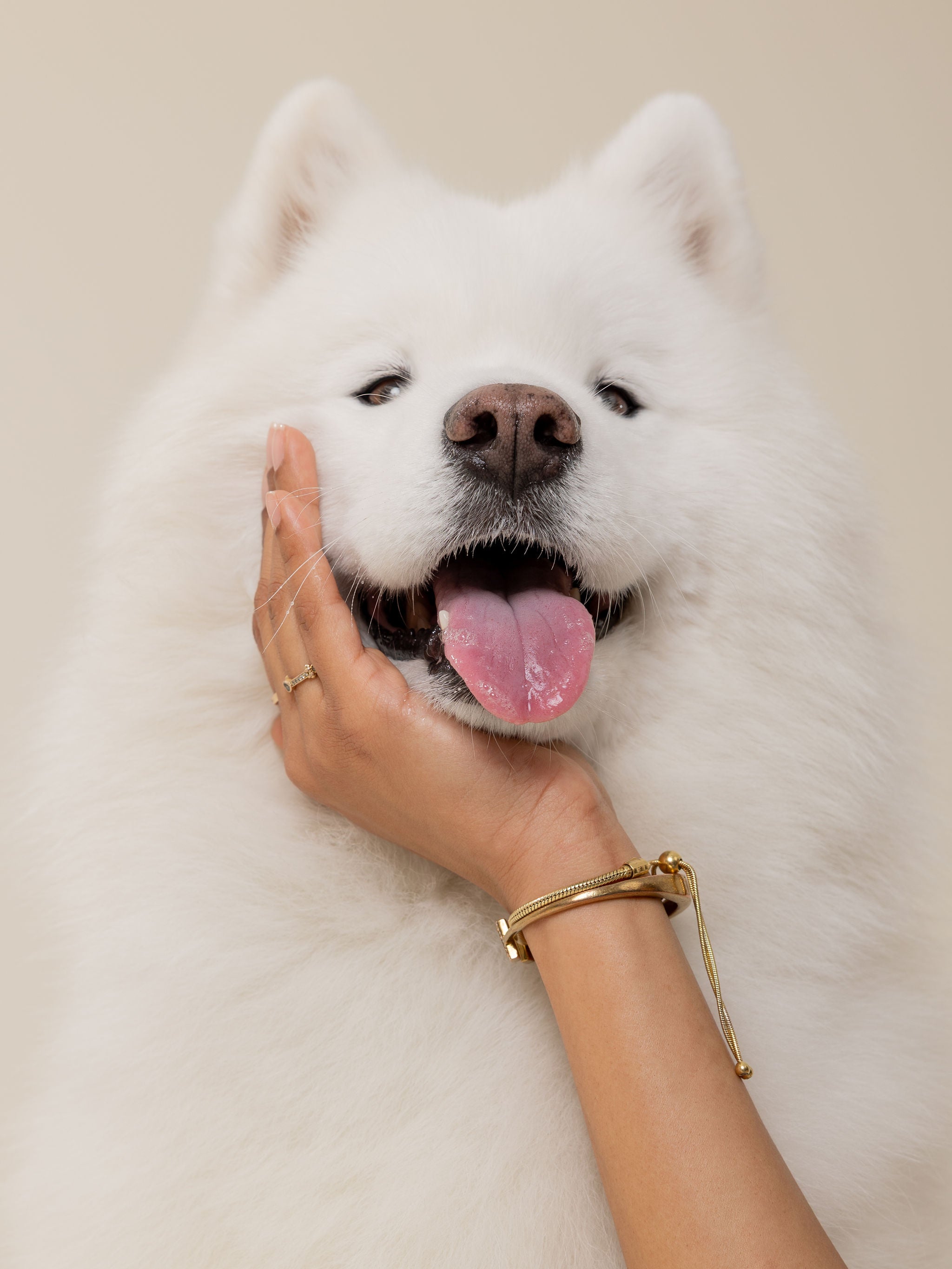 Happy dog